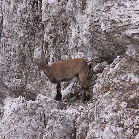 Apartman Pod Ponco *