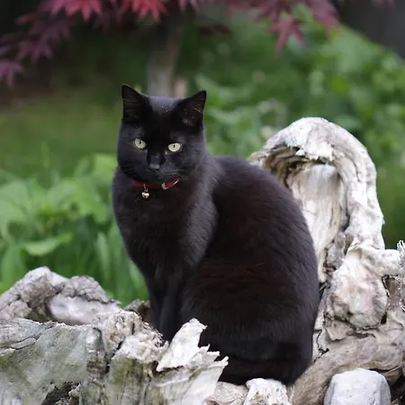 Pod Ponco Kranjska Gora