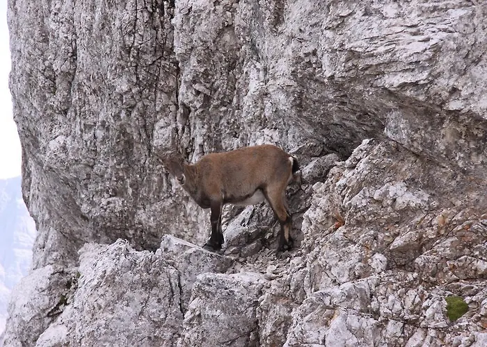 Апартаменты Pod Ponco *