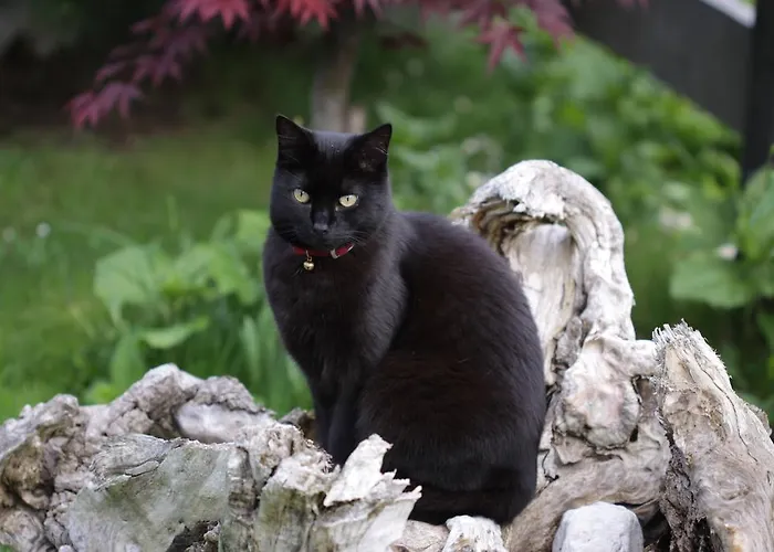 Pod Ponco Kranjska Gora