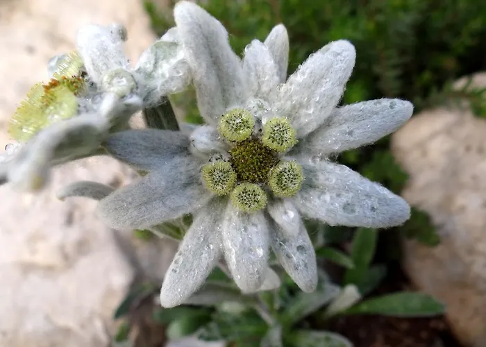 Pod Ponco Appartement *